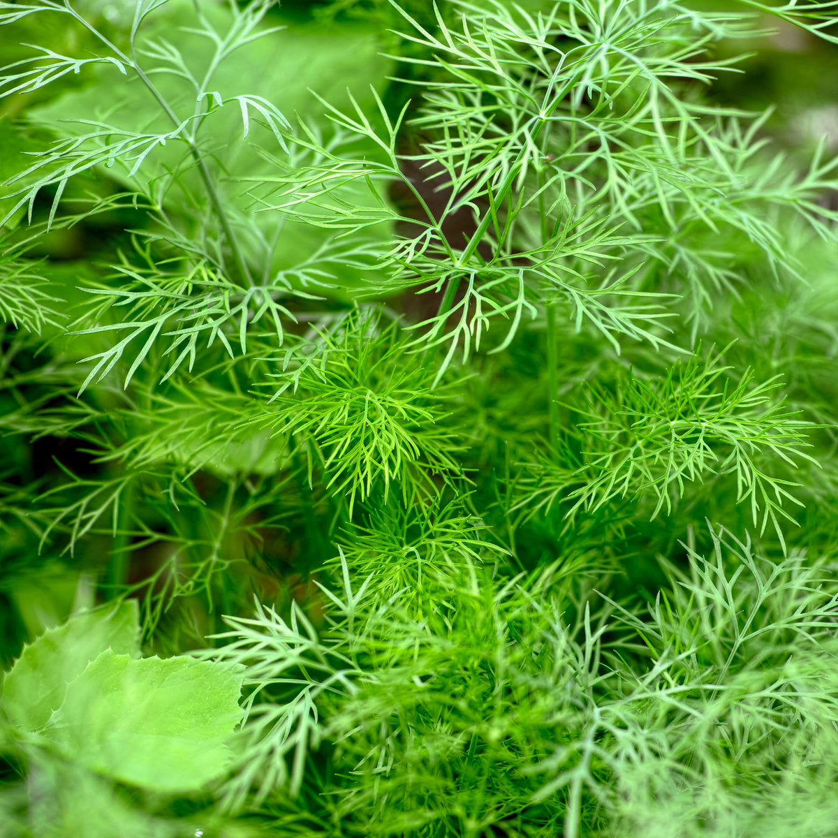 Aneth Bouquet - Anethum graveolens bouquet - Bakker