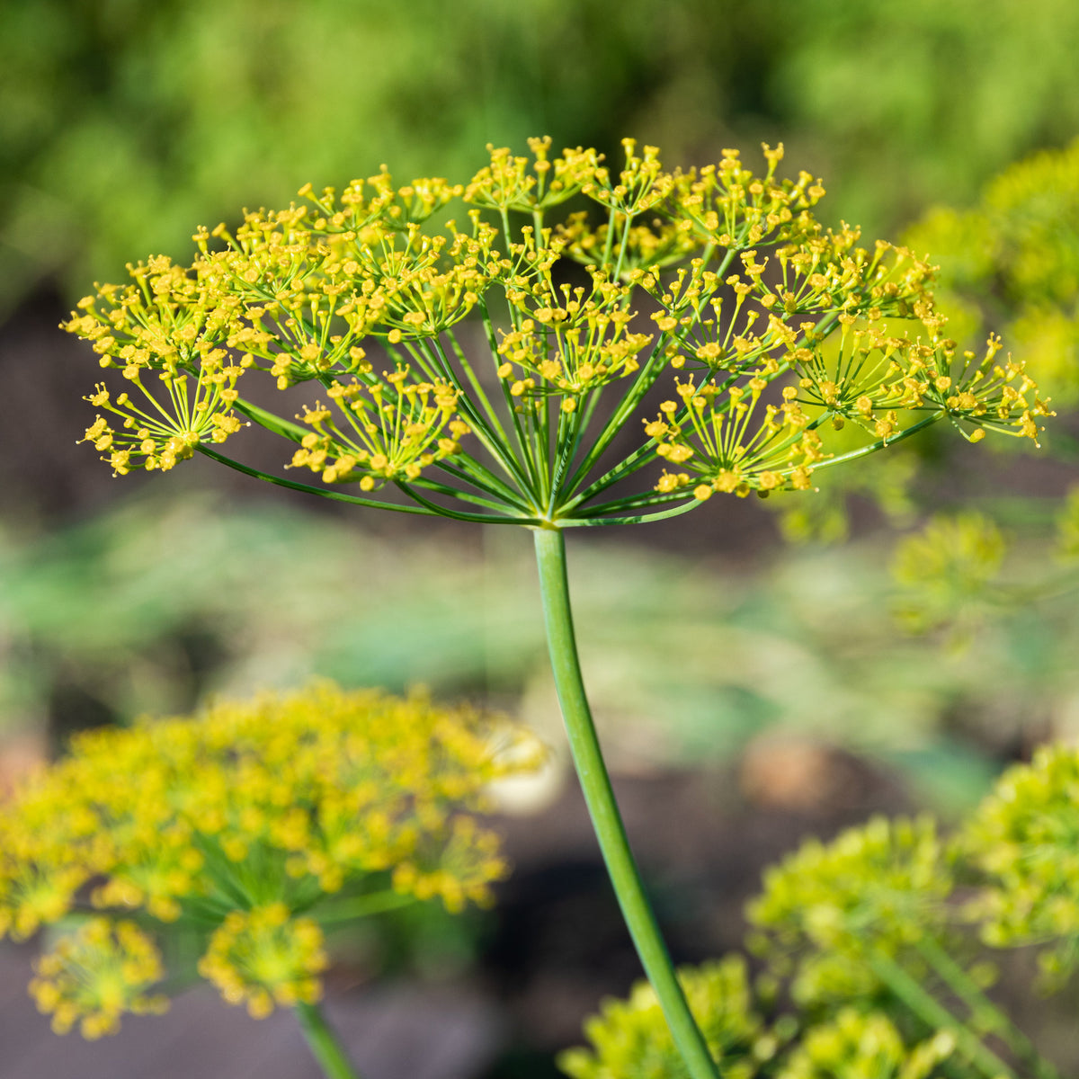 Vente Aneth Bouquet - Anethum graveolens bouquet