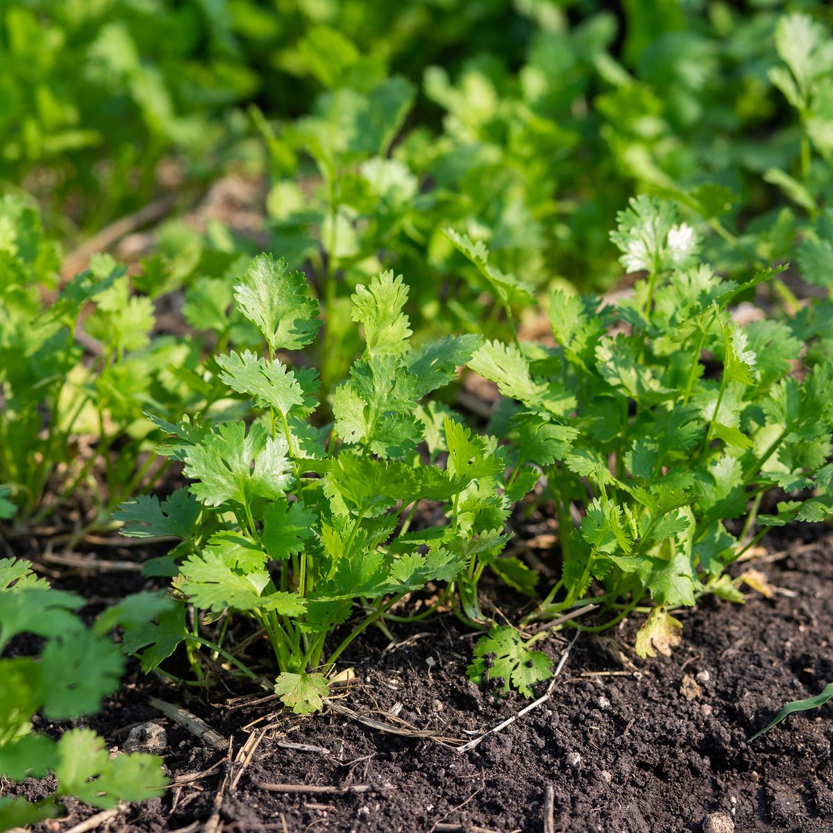 Coriandrum sativum slowbolting - Coriandre Slowbolting - Graines d'aromatiques