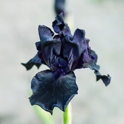 2 Iris de jardin Etude en Noir - Bakker