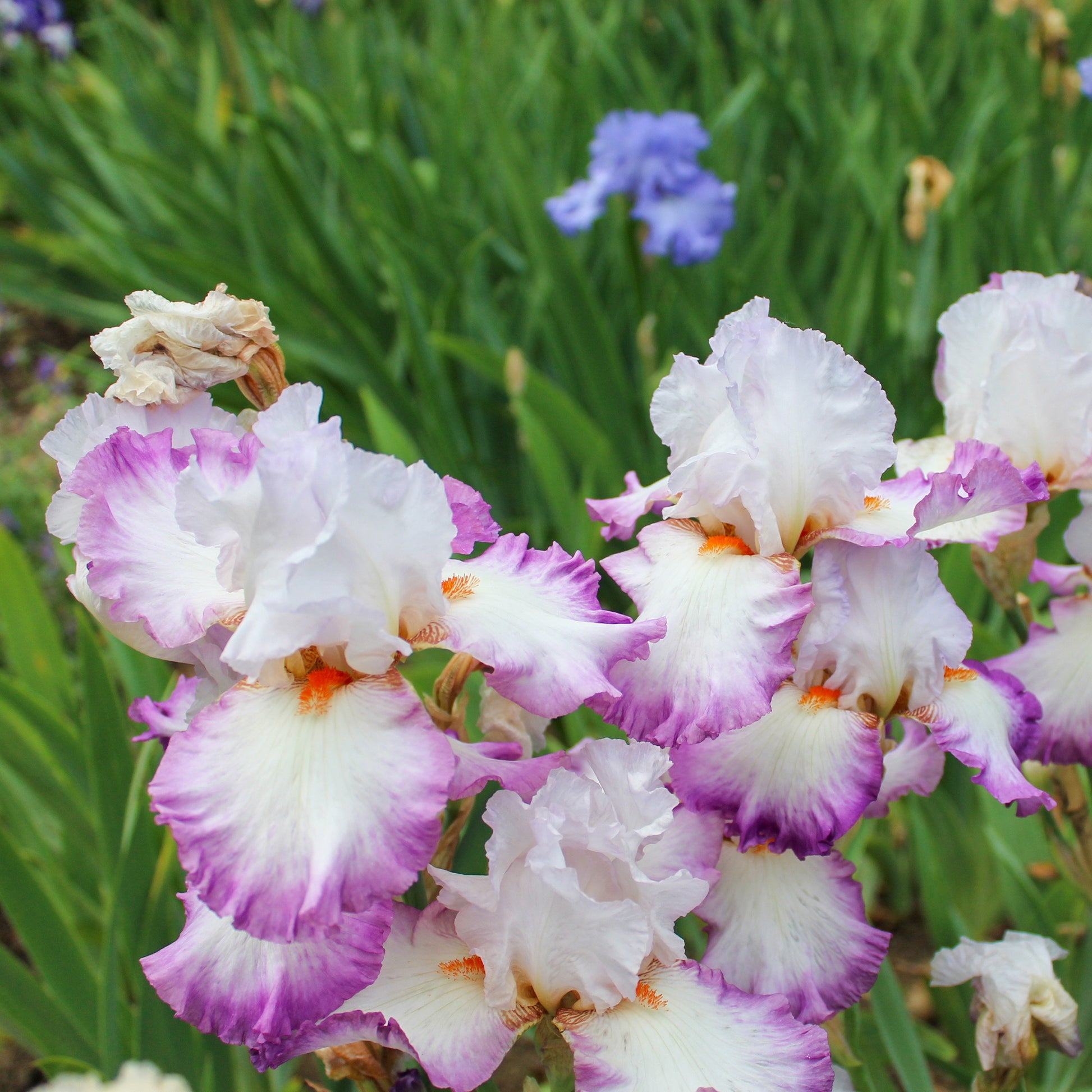 2 Iris de jardin Poésie - Iris germanica poésie - Bakker