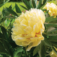 Pivoine Itoh Bartzella - Bakker