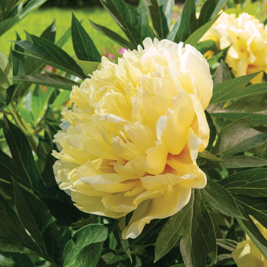 Pivoine Itoh Bartzella - Bakker
