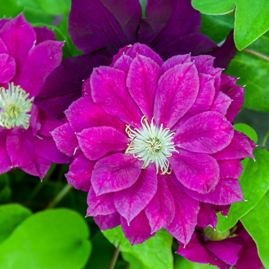 Clématite Red Star - Bakker