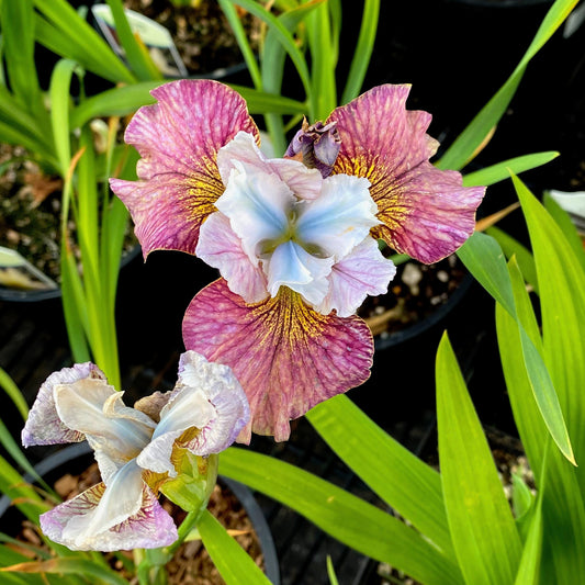 2 Iris de Sibérie Femmes peintes - Bakker