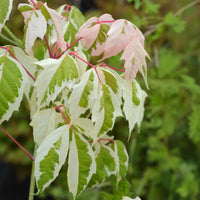 Arbres à croissance rapide - Erable à feuilles de frêne - Acer negundo flamingo
