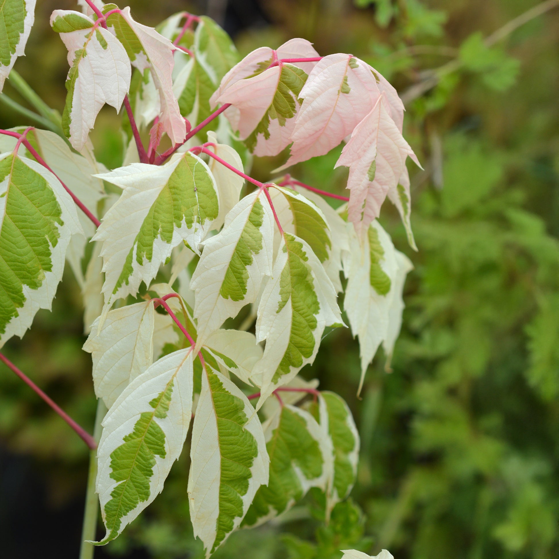 Arbres à croissance rapide - Erable à feuilles de frêne - Acer negundo flamingo