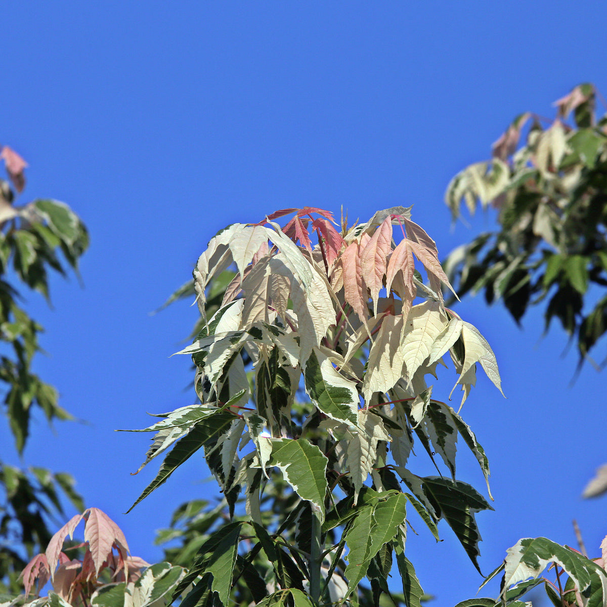 Acer negundo flamingo - Erable à feuilles de frêne - Arbres à croissance rapide