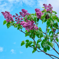 Vente Lilas Sensation - Syringa vulgaris sensation