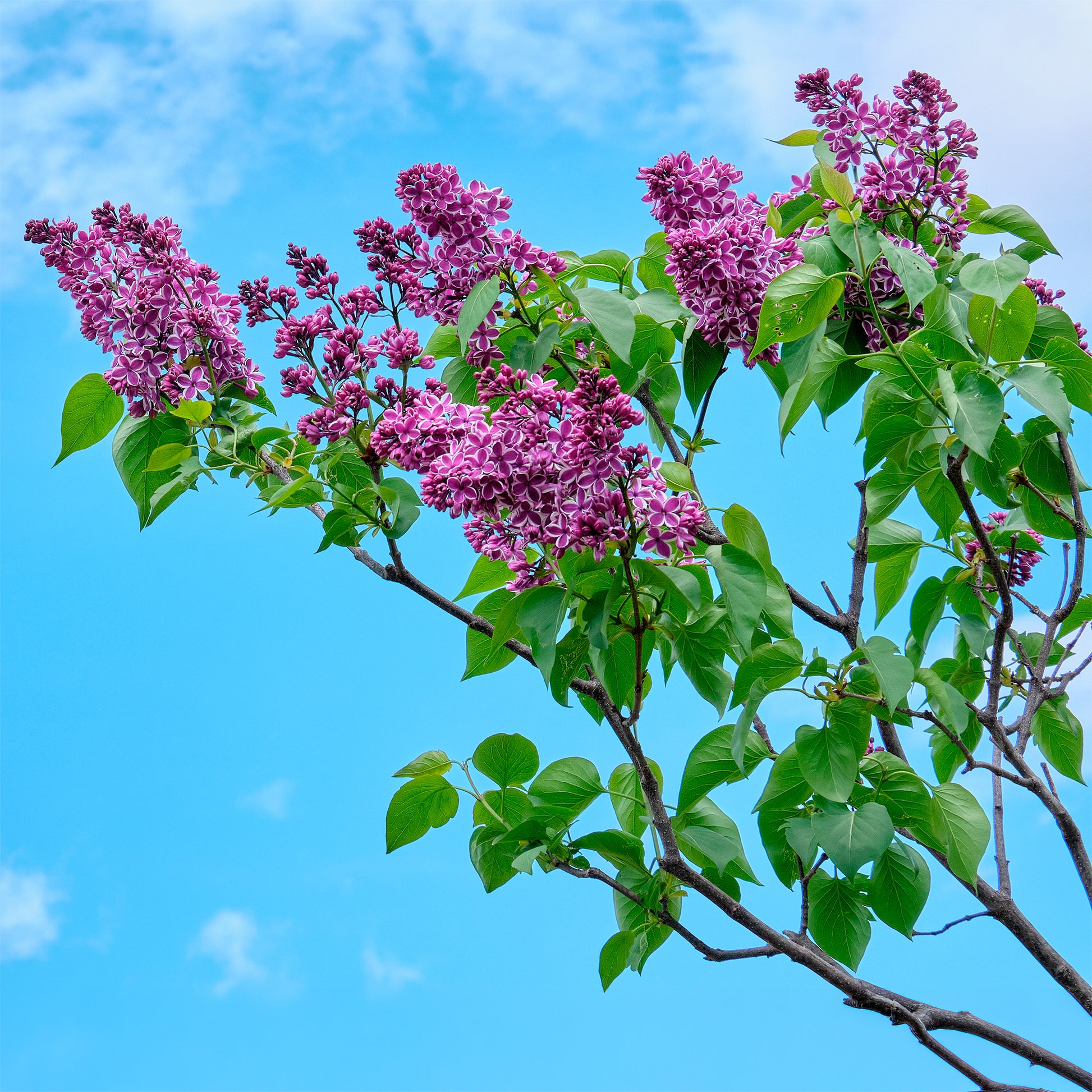 Syringa vulgaris sensation - Lilas Sensation - Lilas