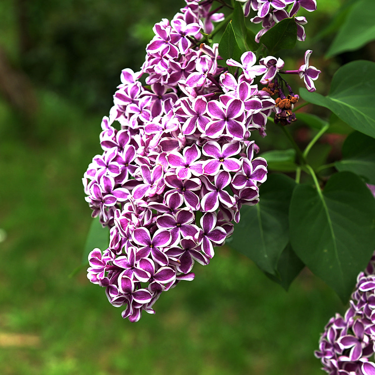 Lilas - Lilas Sensation - Syringa vulgaris sensation