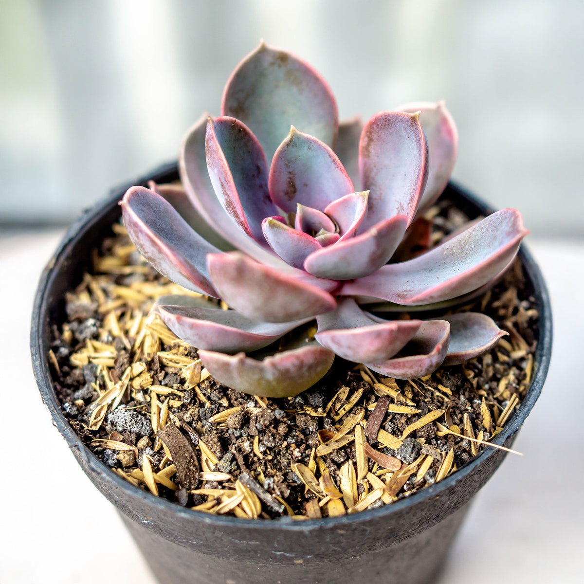 Echeveria pearl von Nuernberg