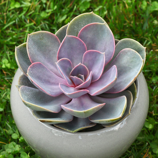 Echeveria pearl von Nuernberg