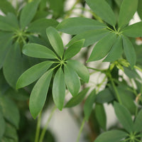 Schefflera arboricola - Schefflera - Plantes vertes d'intérieur