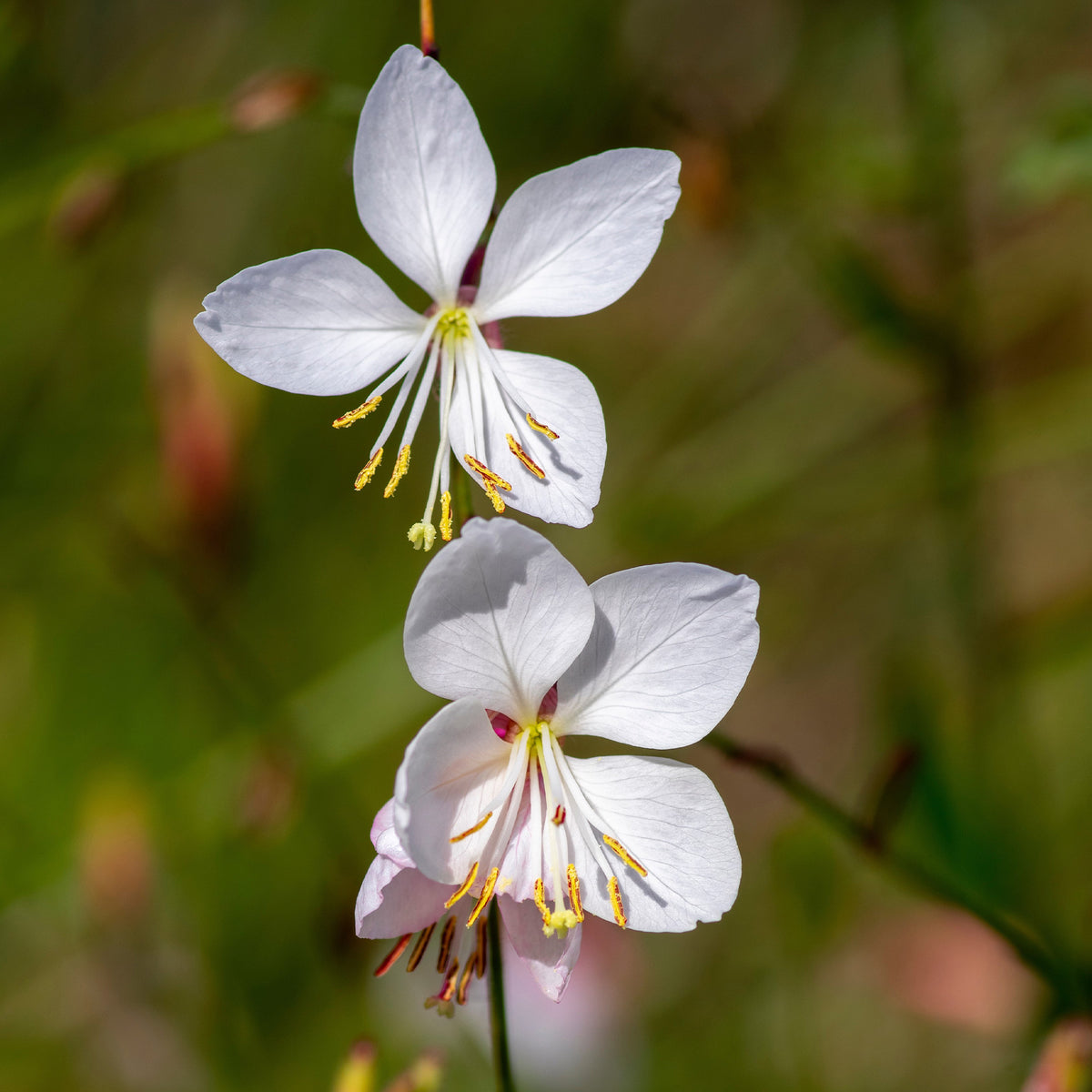 Vivaces fleuries - Collection de plantes vivaces aux couleurs tendres - Paeonia itoh bartzella, delphinium bolero, gaura lindheimeri