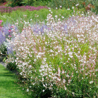Collection de 7 plantes vivaces pour jardins et pots - Gaura lindheimeri whirling butterflies , agapanthus umbellatus - Bakker