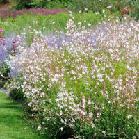 Deschampsia cespitosa, Gaura lindheimeri, Nepeta faassenii, Perovskia atriplicifolia, Echinacea pallida                 - 5 Vivaces pour massif ensoleillé  - Vivaces fleuries