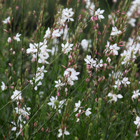 Paeonia itoh bartzella, delphinium bolero, gaura lindheimeri - Collection de plantes vivaces aux couleurs tendres - Vivaces fleuries