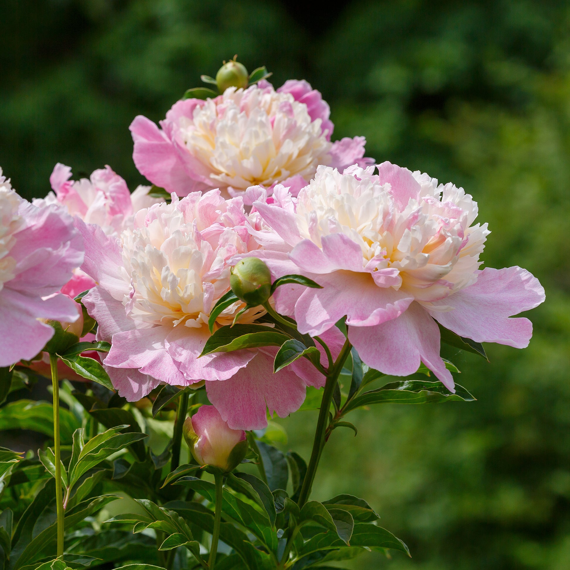 Pivoine Raspberry Sundae - Paeonia lactiflora Raspberry Sundae - Bakker