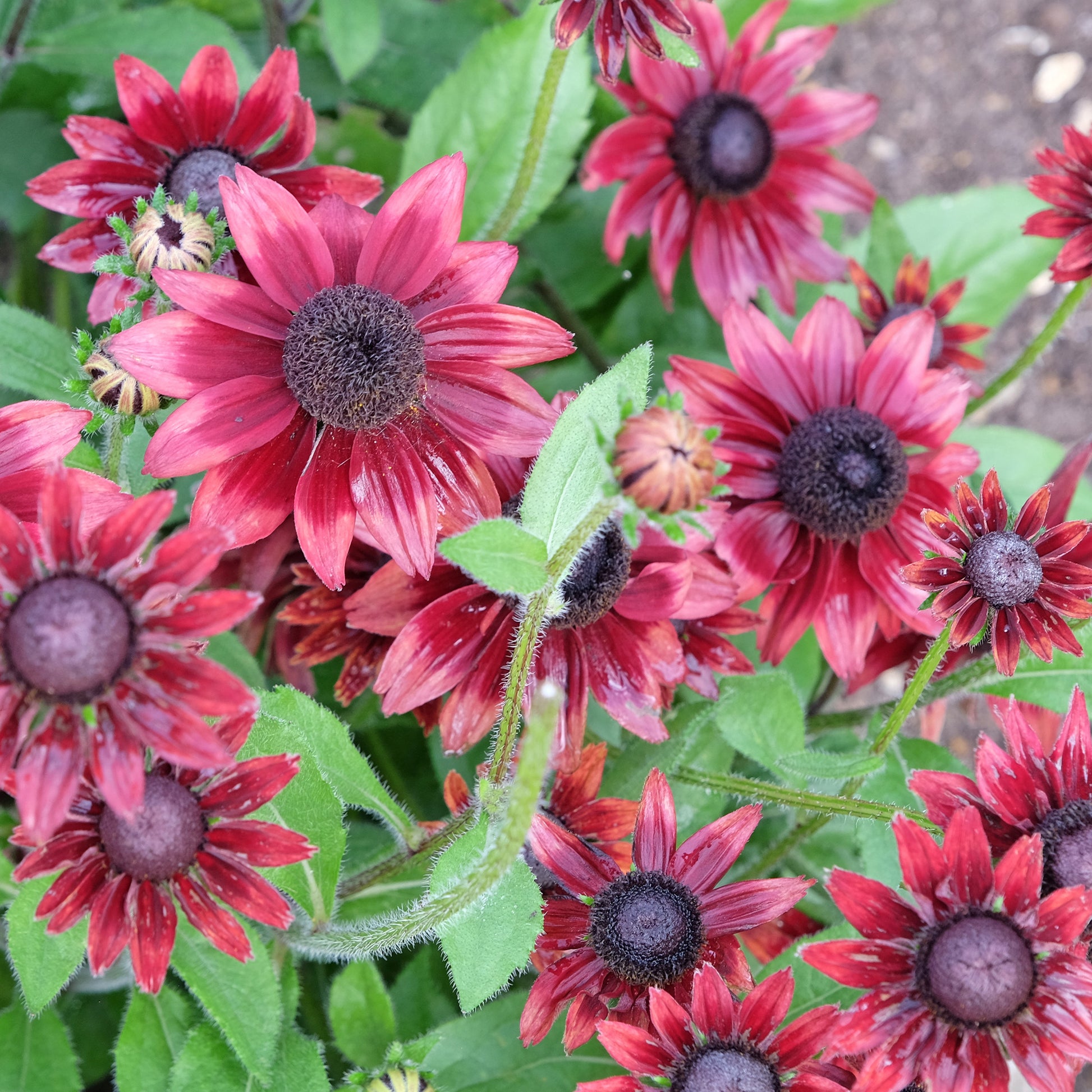2 Rudbeckia hirta Cherry Brandy - Rudbeckias hirta cherry brandy - Bakker