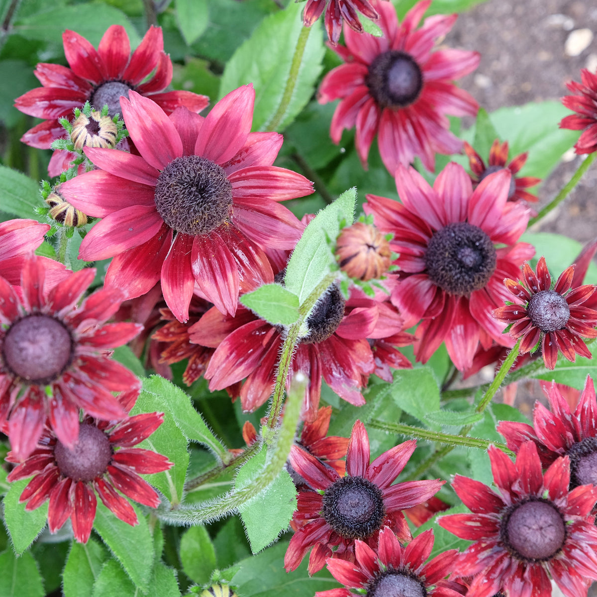 2 Rudbeckia hirta Cherry Brandy - Echinacea hirta cherry brandy - Bakker