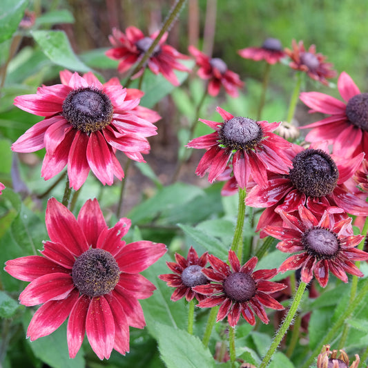 2 Rudbeckia hirta Cherry Brandy - Bakker