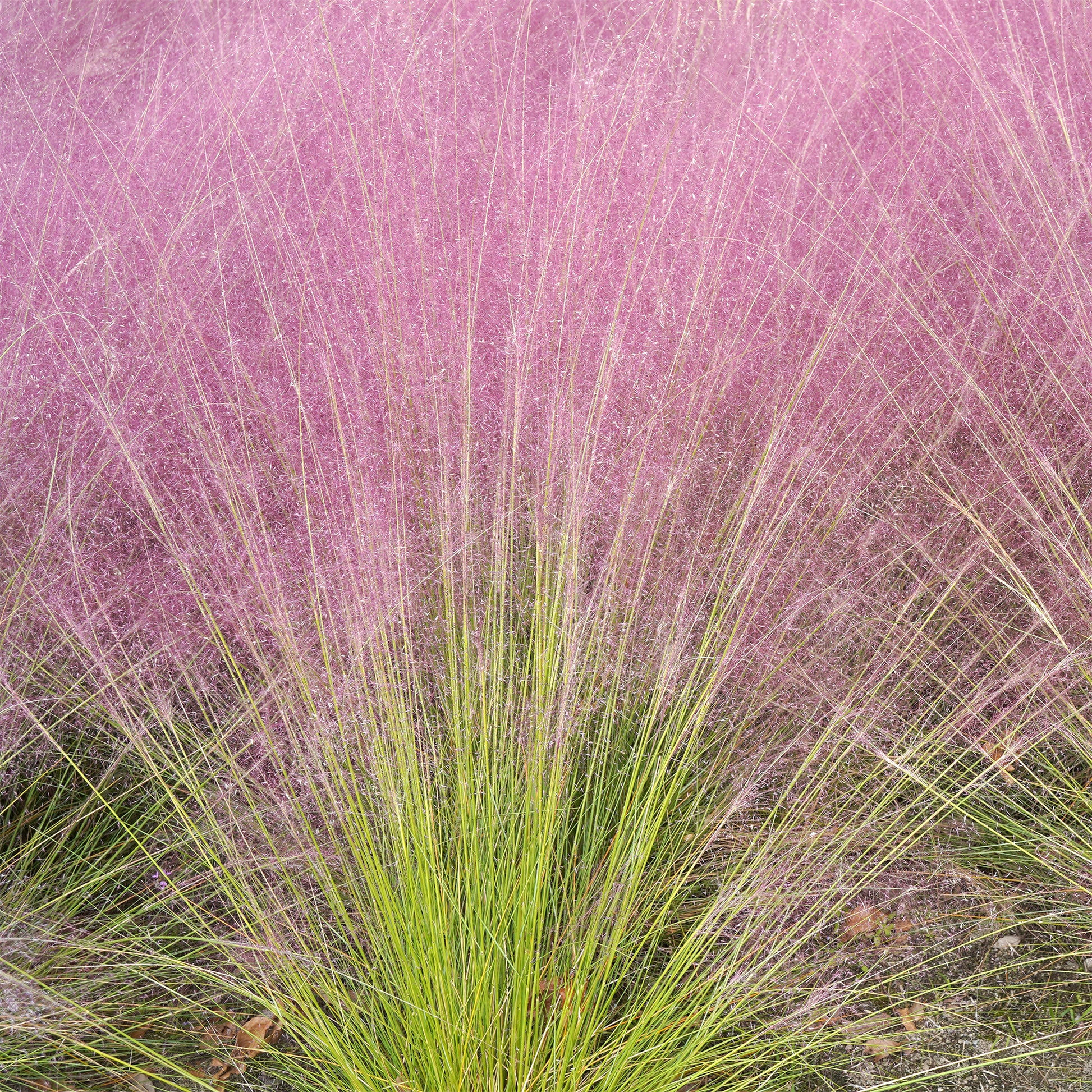 Plantes vivaces - 2 Herbes aux épis roses - Muhlenbergia capillaris