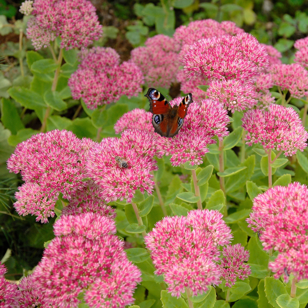 Vente Sedum spectabile - Orpin d'automne