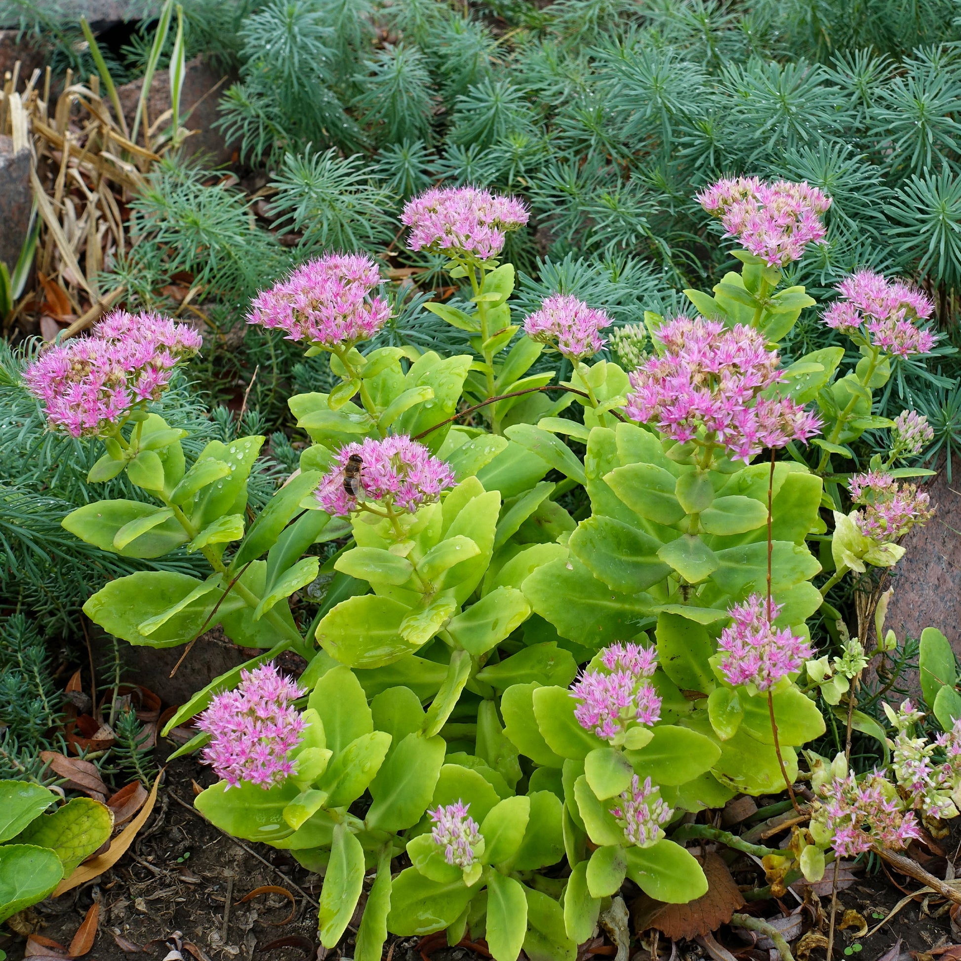 Vente Sedum spectabile - Orpin d'automne - Sedum spectabile