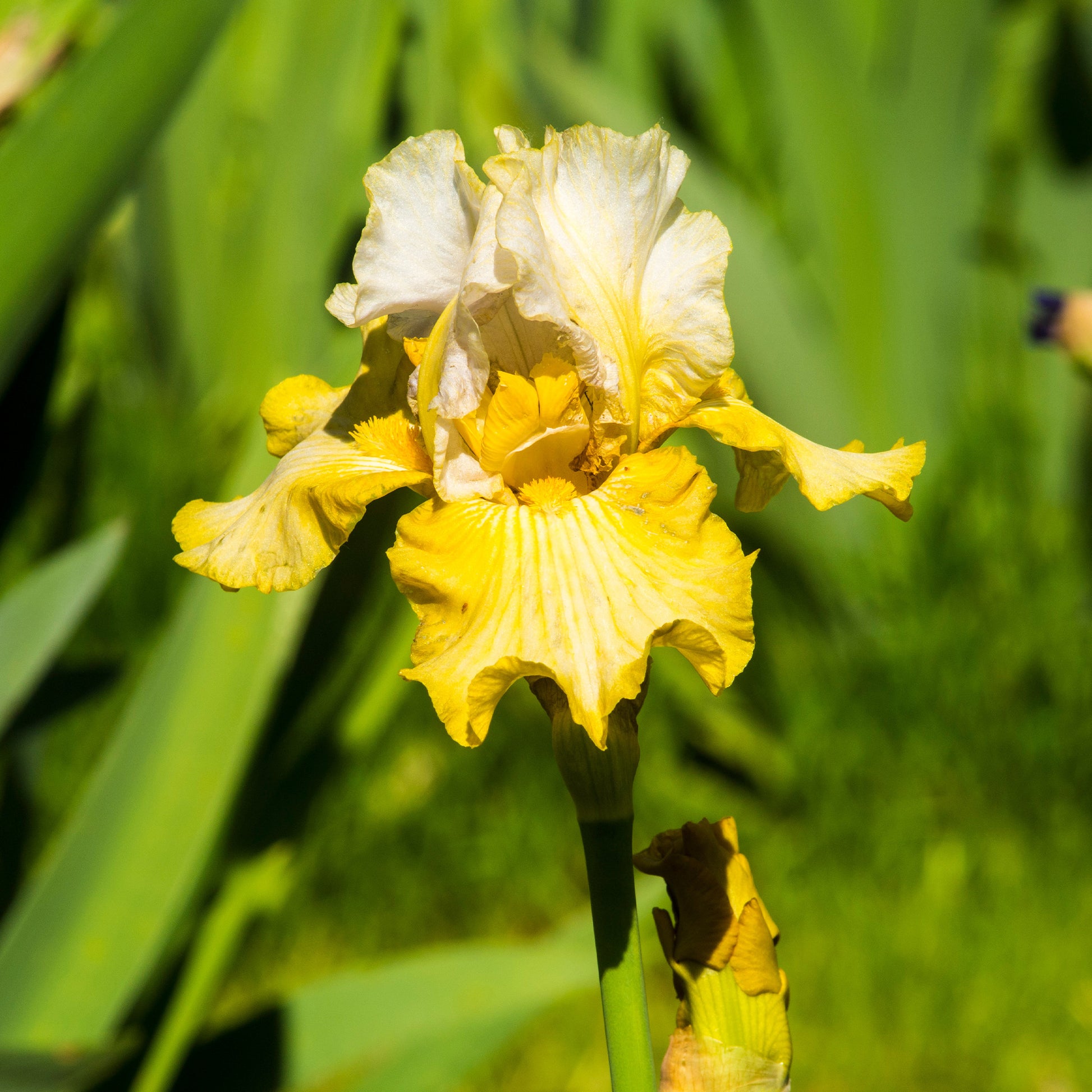 2 Iris de jardin Sangreal - Iris germanica sangreal - Bakker