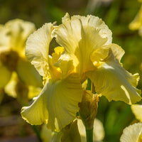 2 Iris de jardin Sangreal - Bakker