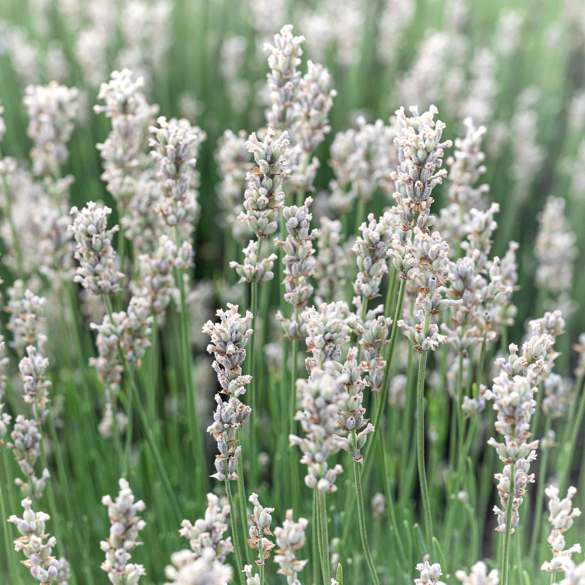 Lavandula angustifolia alba - 2 Lavandes blanches - Lavande