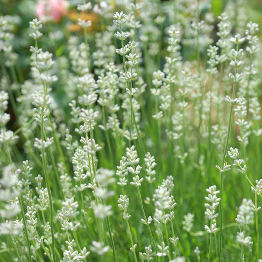 2 Lavandes blanches - Bakker