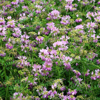 2 Coronilles - Coronilla varia - Bakker