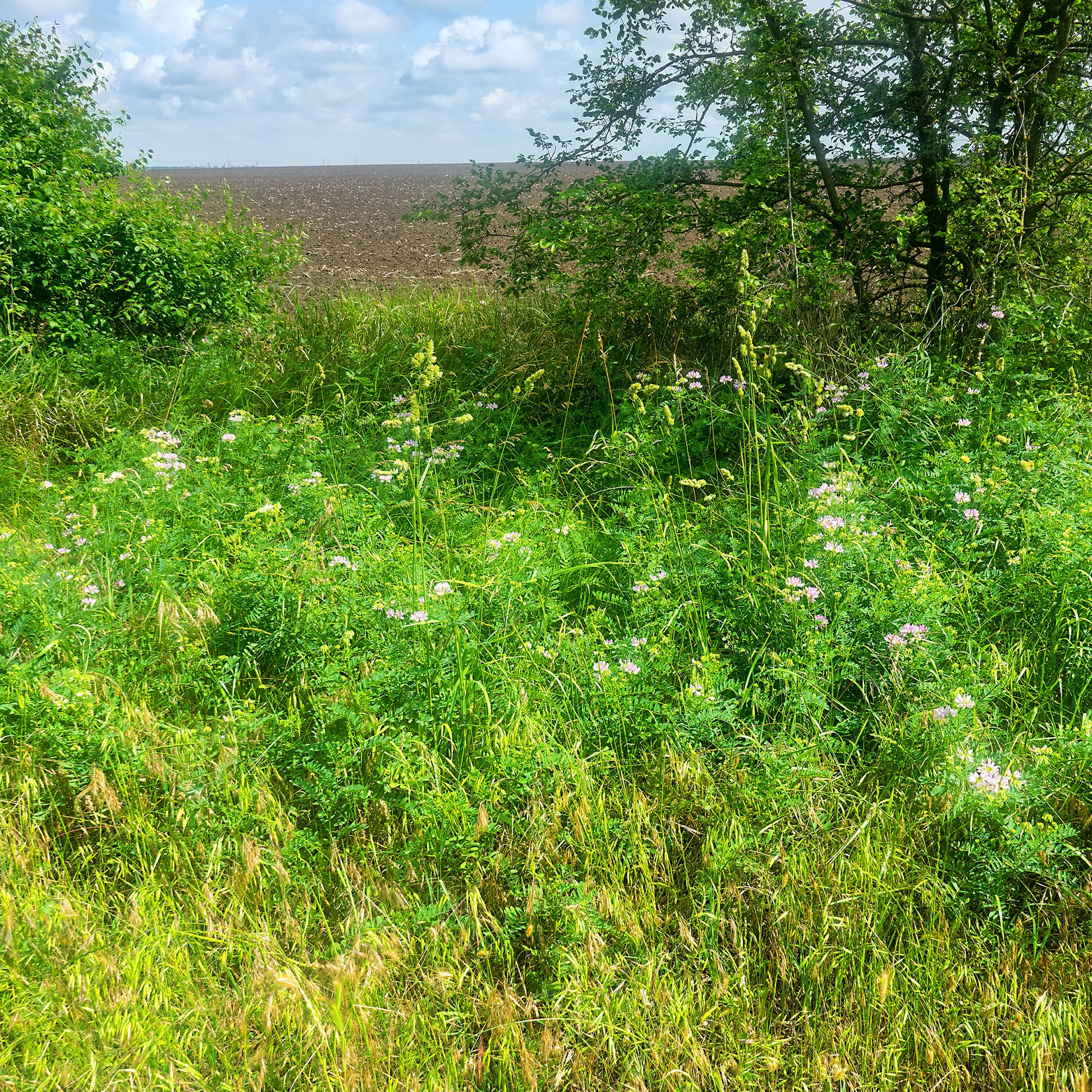 Plantes vivaces - 2 Coronilles - Coronilla varia