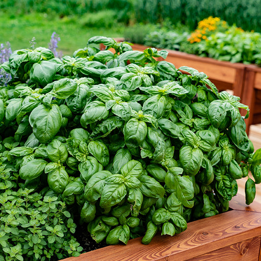 Plant Basilic Grand vert - Bakker