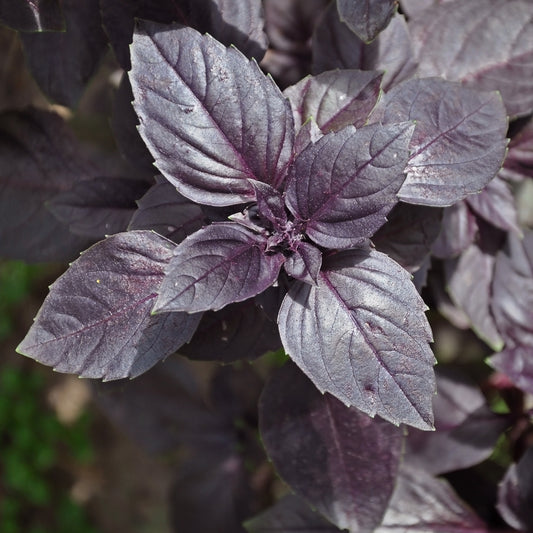 Plant Basilic pourpre - Bakker