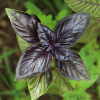 Basilic - Plant Basilic pourpre - Ocimum basilicum purpurascens