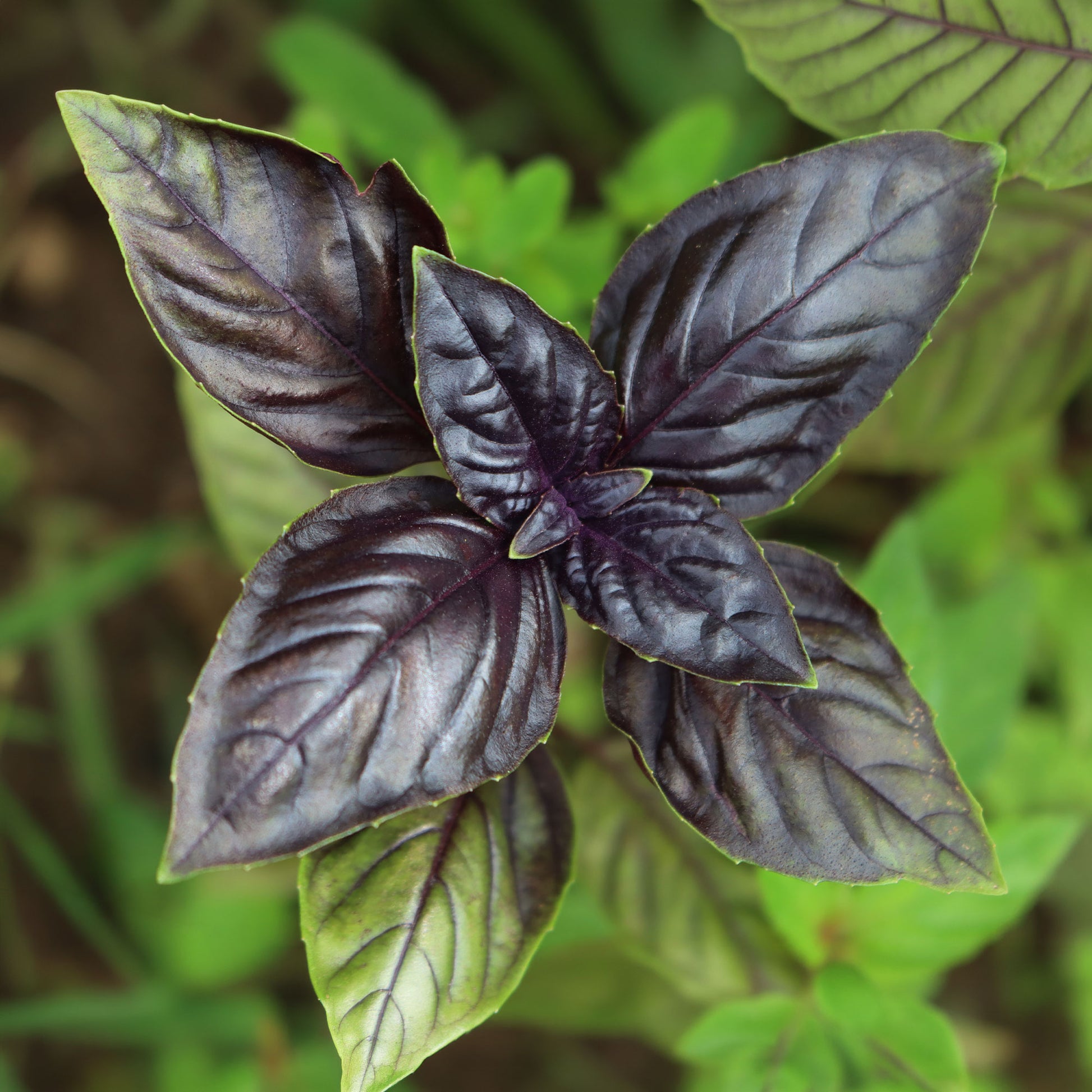 Plant Basilic pourpre