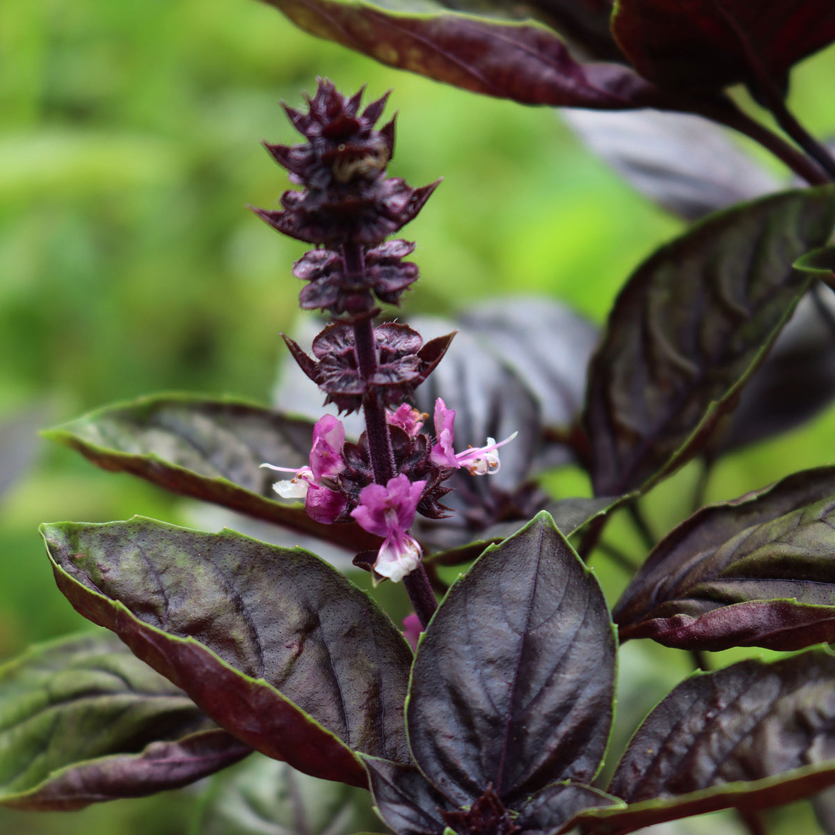 Ocimum basilicum purpurascens - Plant Basilic pourpre - Basilic