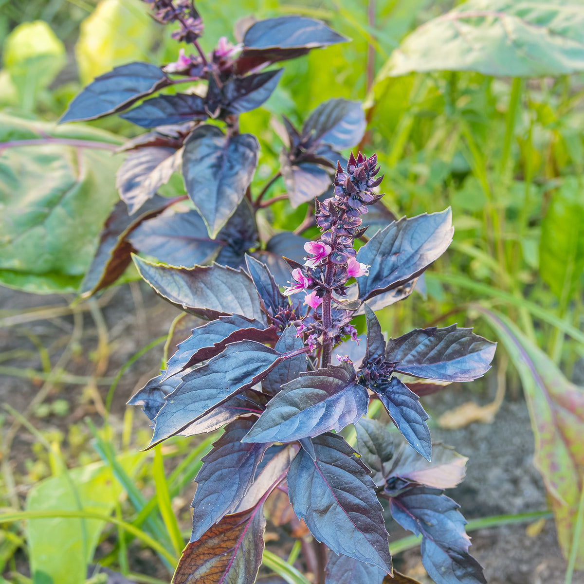 Vente Plant Basilic pourpre