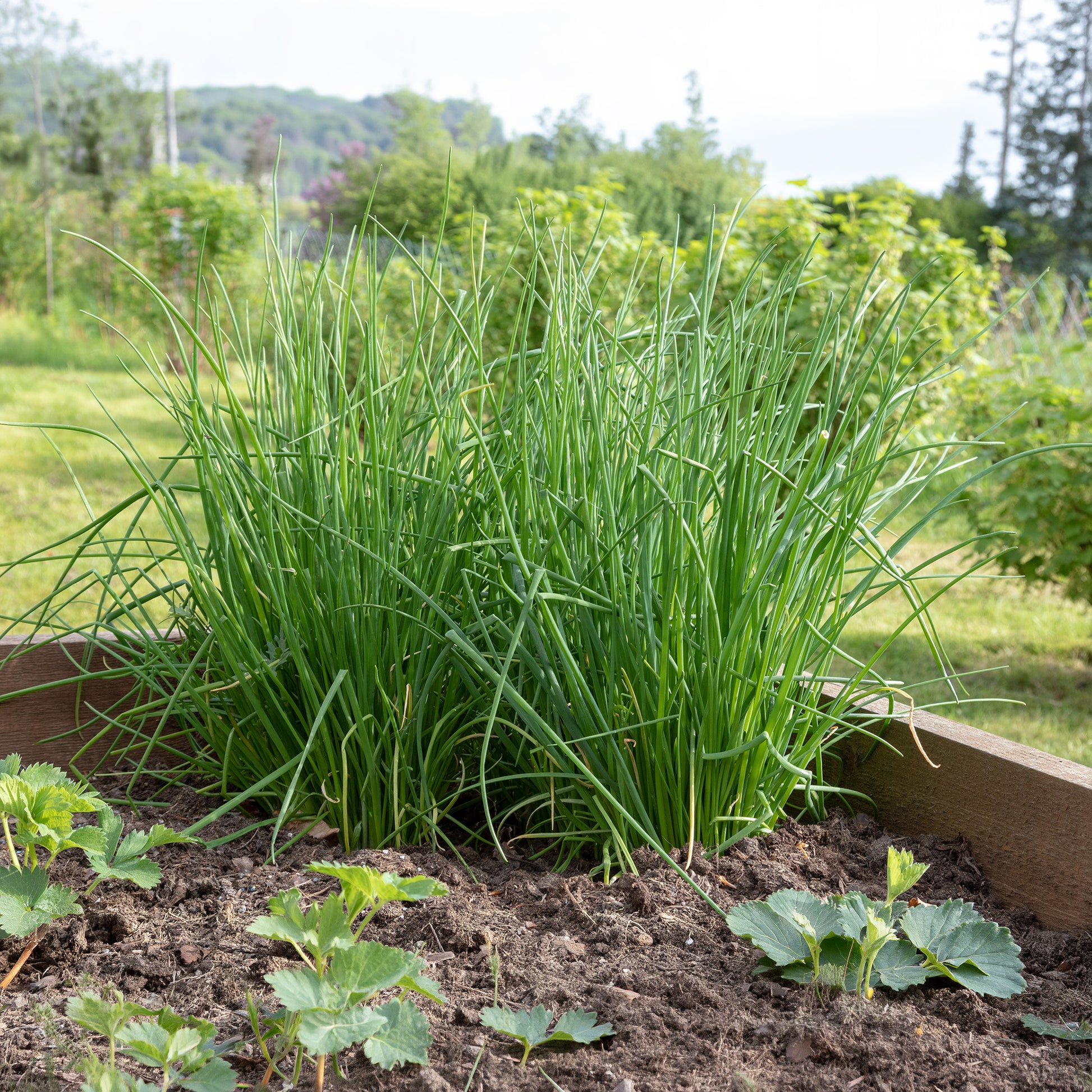 Plant Ciboulette - Allium schoenoprasum - Bakker