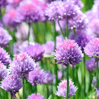 Plants d'aromatiques - Plant Ciboulette - Allium schoenoprasum