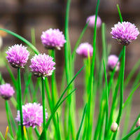 Vente Plant Ciboulette - Allium schoenoprasum