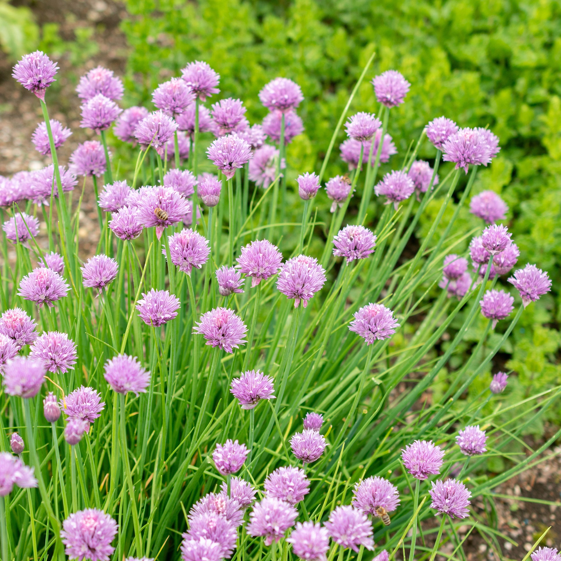 Vente Plant Ciboulette