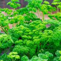 Plant Persil frisé - Petroselinum crispum - Bakker