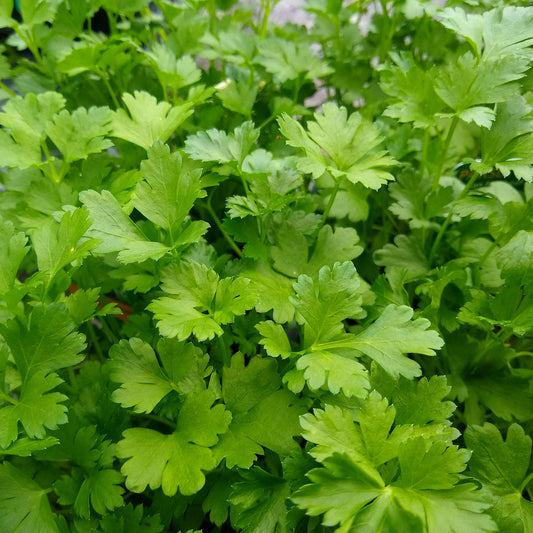 Plant Persil commun - Bakker