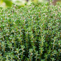 Plant Thym commun - Bakker