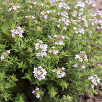 Plant Thym commun - Thymus vulgaris - Bakker
