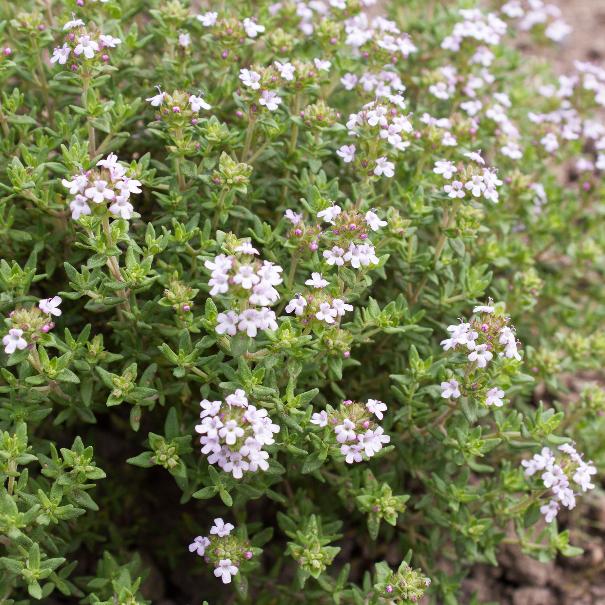Plant Thym commun - Thymus vulgaris - Bakker